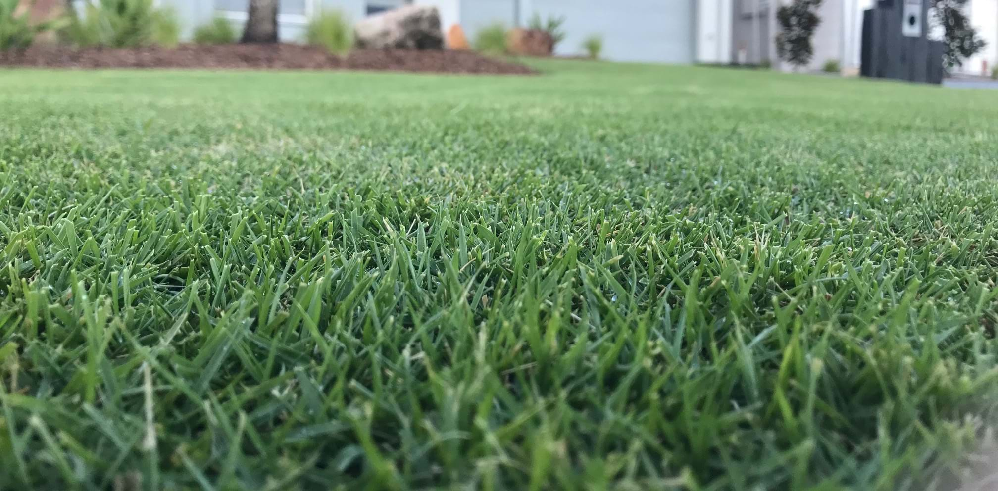 up-your-grass-up-your-grass